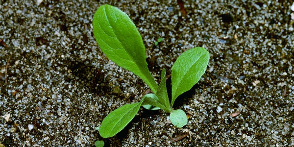 prickly lettuce