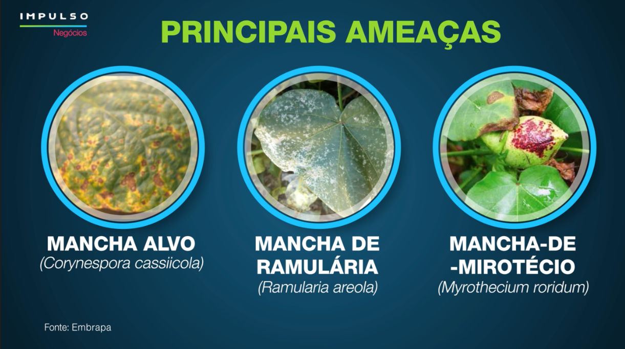  As manchas foliares têm se tornado um desafio crescente para a cultura do algodão, com impactos significativos na produtividade.