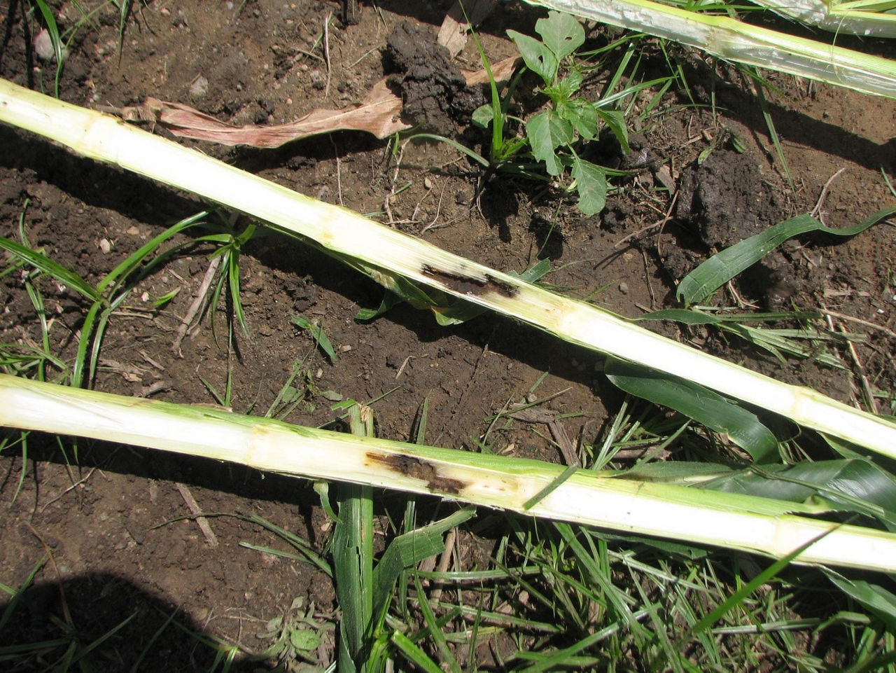 European Corn Borer injury