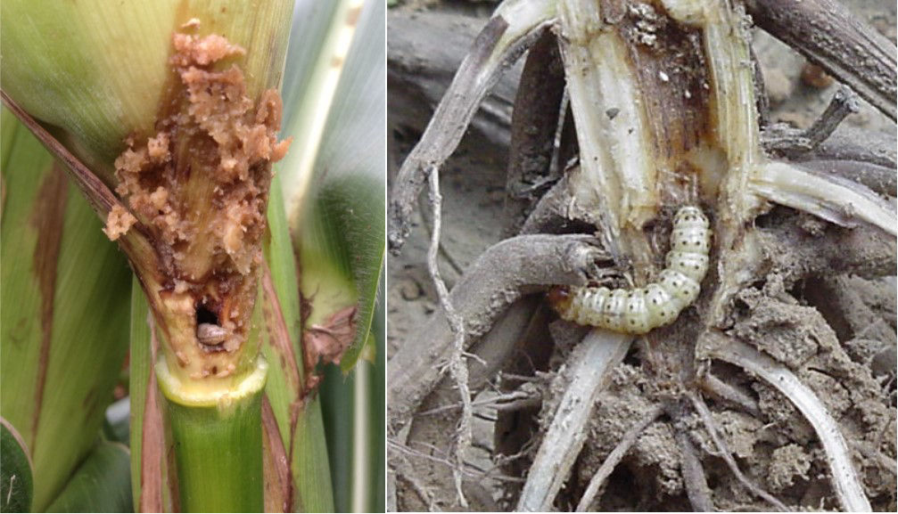 European Corn Borer, Southwestern Corn Borer