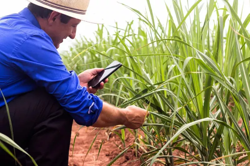 Para ajudar a gerir dados no canavial, o celular tornou-se ferramenta do dia a dia