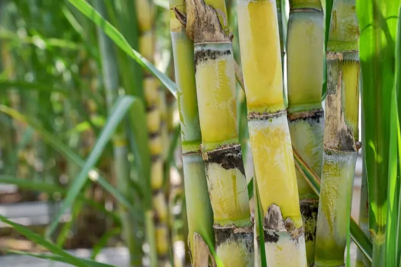 A agricultura digital contribui para a otimização de vários pontos ao longo do processo da cadeia produtiva da cana-de-açúcar