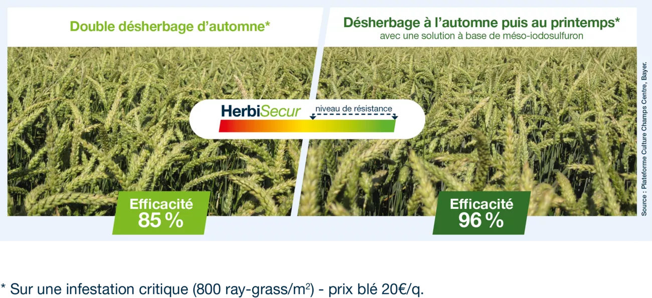 programme-automne-et-printemps-la-strategie-de-desherbage-la-plus-efficace-et-rentable_Rich_Text_Editor.png