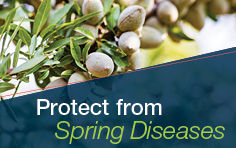 Protect from Spring Diseases