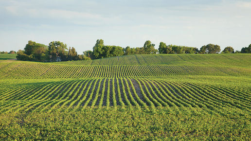 Rows of young soybeans in a field with afternoon sunlight