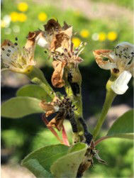 pseudomonas syringae