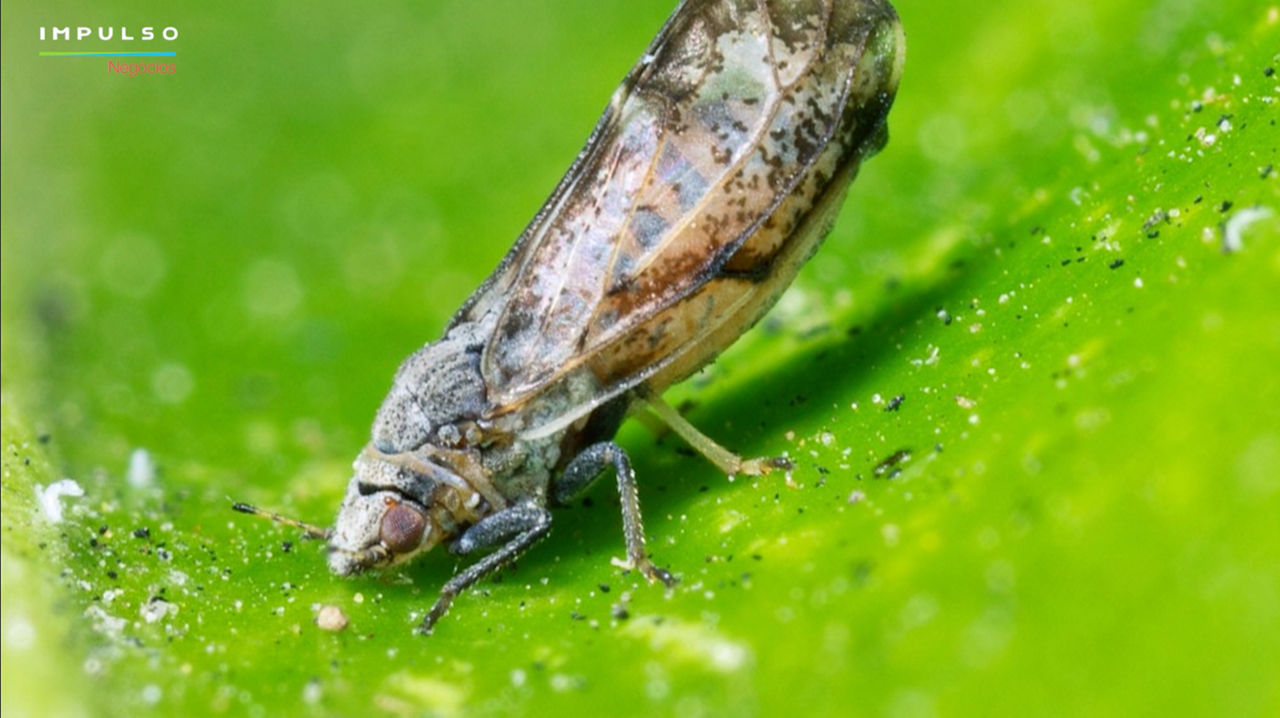 Apesar de minúsculo, o psilídeo é altamente eficiente na transmissão da bactéria causadora do greening e pode voar longas distâncias.