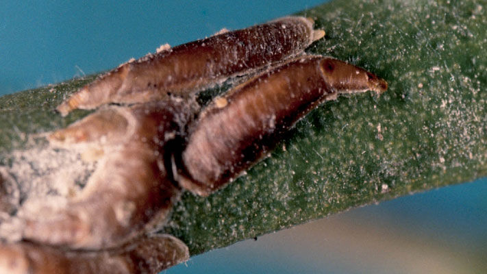 Mussel scale (MS), also known as citrus mussel scale or purple scale, is one of 11 scale species found in Australian citrus.