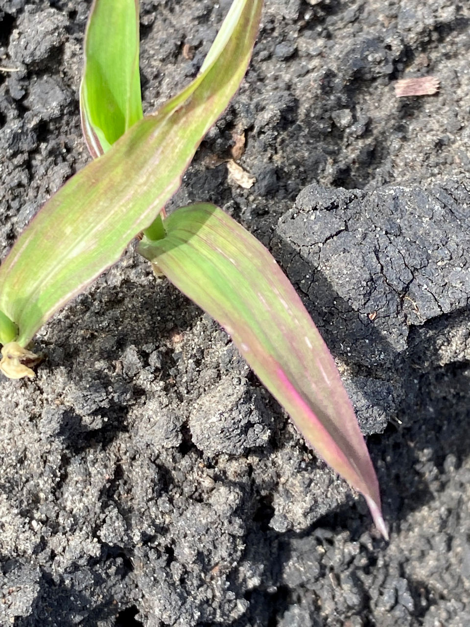 Image shows purpling of sorghum leaves with purpling on the tip of the leaves of a sorghum plant.