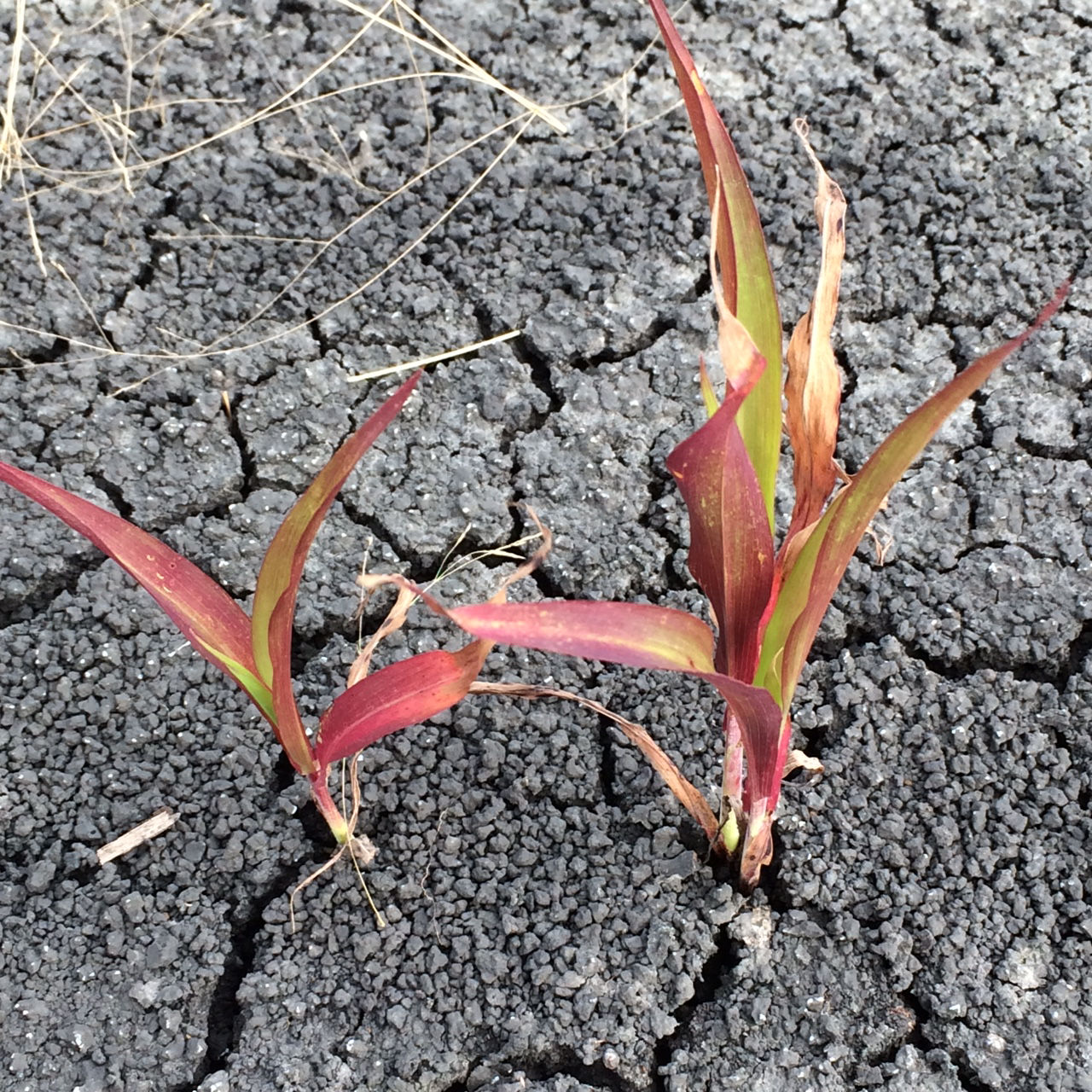Image shows two purple sorghum seedlings with pronounced purpling from extended cooling.