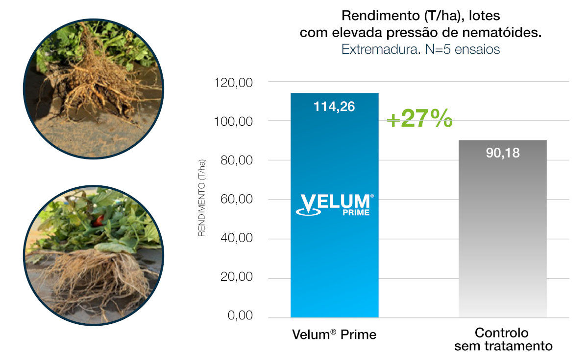 Quadro rendimiento velum prime