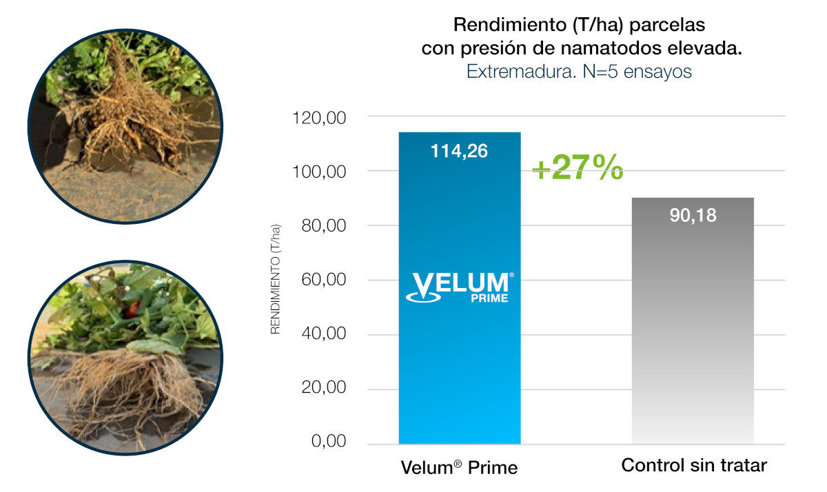Quadro rendimiento velum prime
