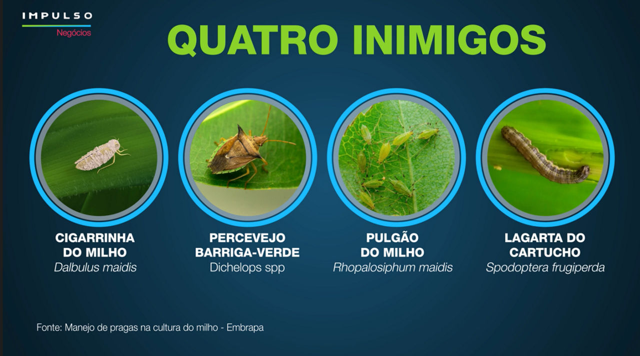 A cigarrinha do milho, o percevejo barriga-verde, o pulgão e a lagarta do cartucho são as pragas que merecem atenção redobrada do produtor de milho. 