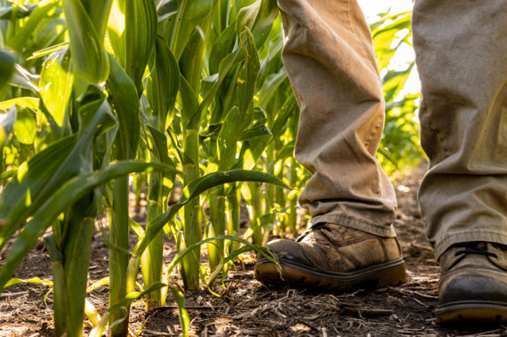 Close-up of a farmer’s legs and boots standing between tall rows of corn plants