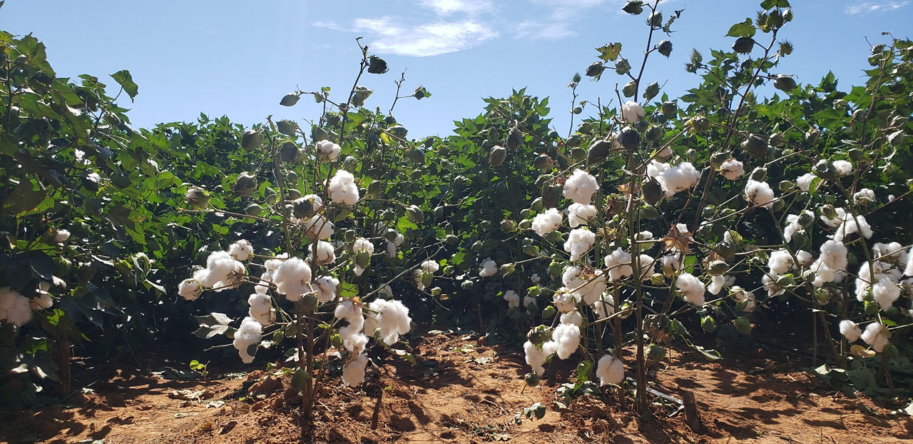 A linha em dólar é voltada a produtores que já possuem receitas atreladas ao mercado internacional, como cotonicultores