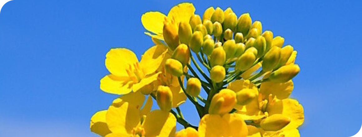 rape yellow flowers