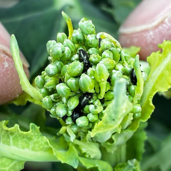 Buton verde de rapiță atacat de gândaci dăunători, vizibili pe inflorescența în dezvoltare