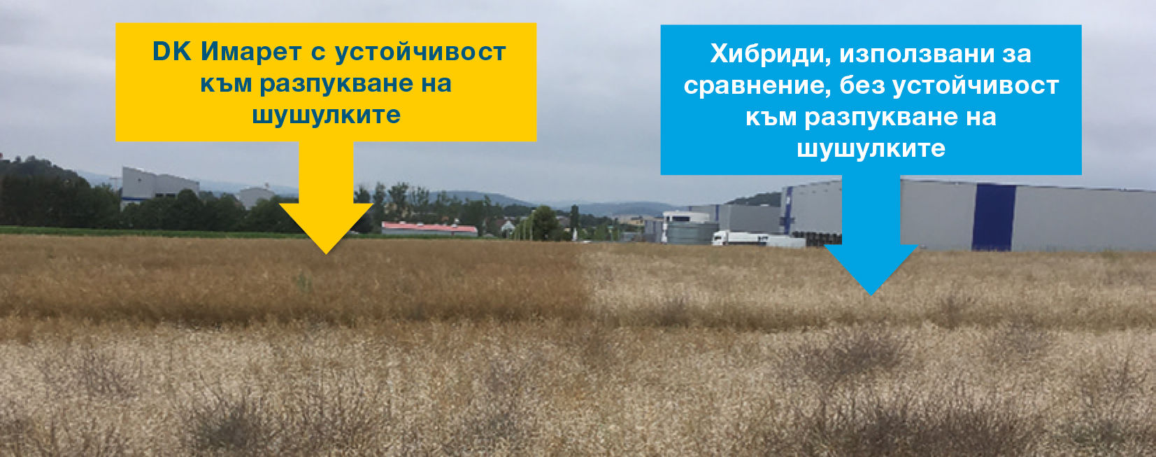 Сравнение на устойчиви и стандартни хибриди рапица при разпукване на шушулките