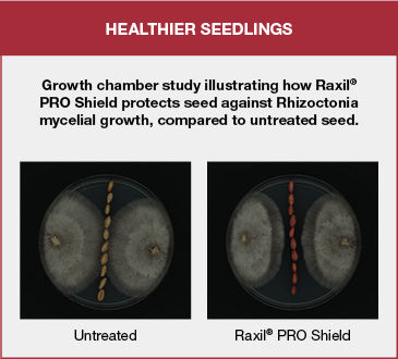 Growth chamber study illustrating how Raxil PRO Shield protects seed against Rhizoctonia mycelial growth