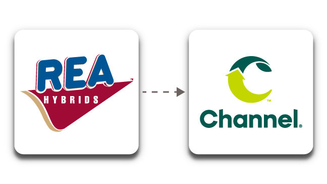 Rea hybrids transitioning to channel seed