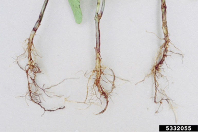  Rhizoctonia causes seed decay and brownish-red lesions on seedling stems and roots.