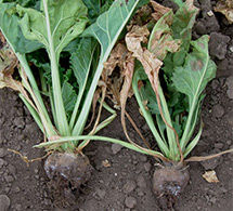 Present across potato growing regions in Australia, black scurf, also known as rhizoctonia root rot, is a seed and soil-borne fungal disease that attacks tubers, stems and stolons of potato plants.