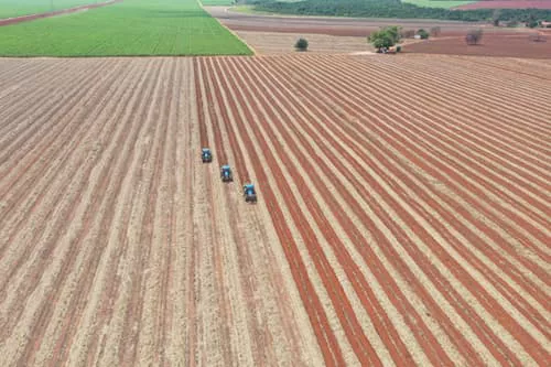 Imagem do Canavial da Diana Bioenergia