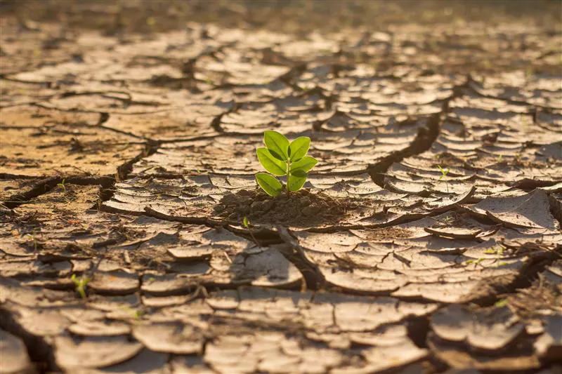 Imagem mostra solo seco com uma pequena planta nascendo, ilustrando riscos climáticos.