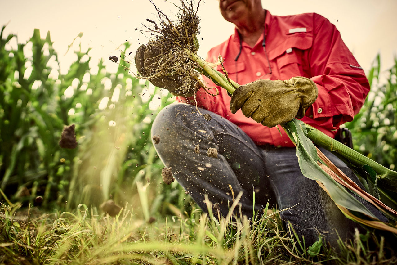 Extracting roots from soil for root dig step 4 extract