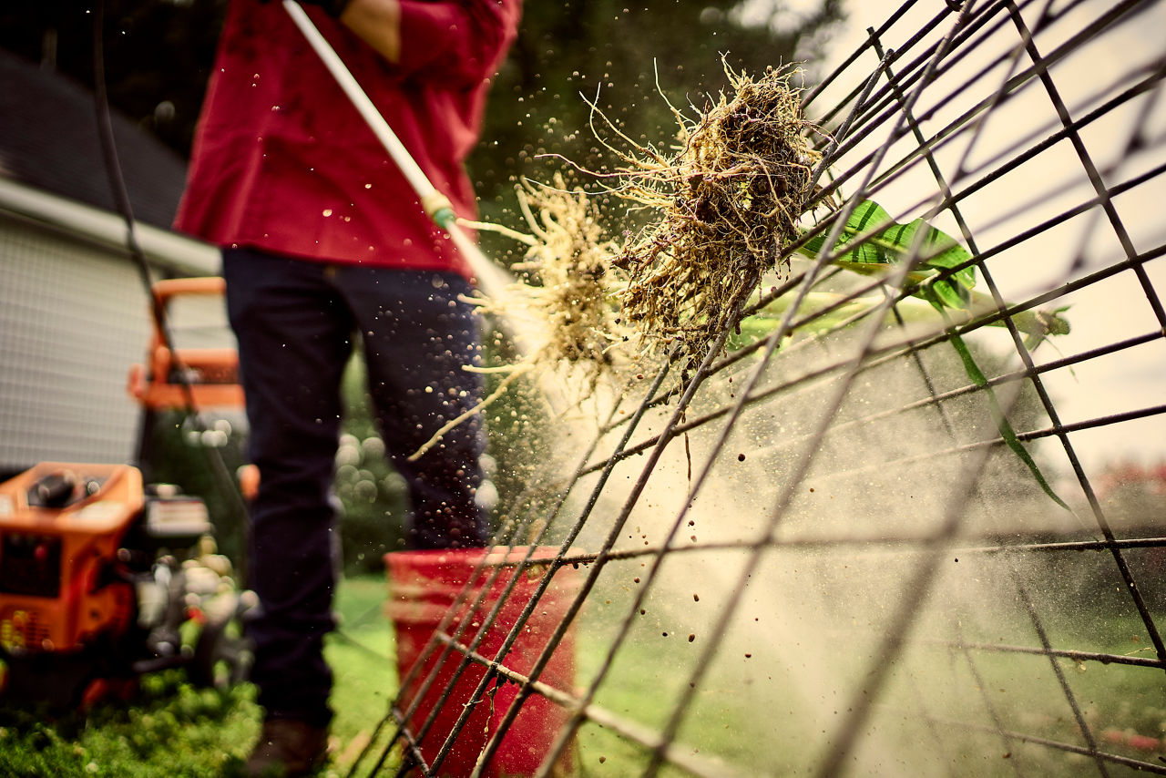 Washing roots with water for root dig step 5