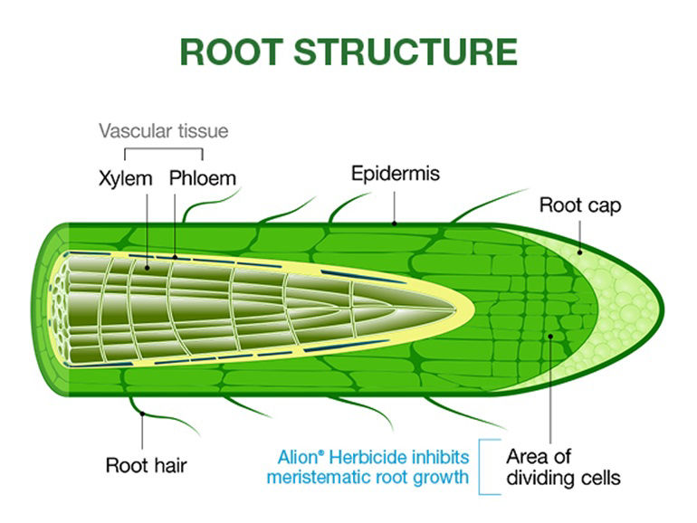 The anatomy of a root from hair to cap, shown in green layers