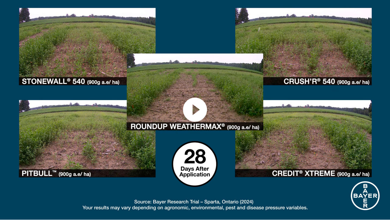 Video thumbnail showing 5 products comparisons 28 days after application.    