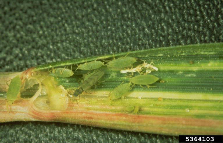 Group of Russian Wheat Aphids feeding on a leaf