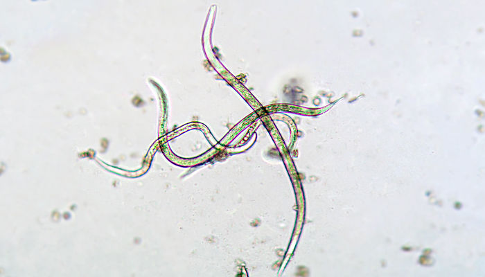 Saiba mais sobre nematoides