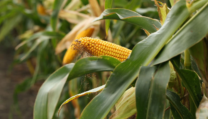 Imagem de uma espiga de milho na plantação