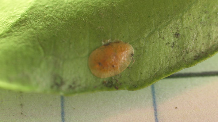 There are more than 20 families of scale including hard (armoured) scale, soft scale, mealybugs and felt scales.