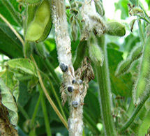 An unpredictable fungal disease that can cause severe yield losses in canola crops if wet conditions during flowering lead to high levels of infection.