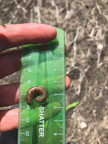 An example of a farmer with a ruler measuring the size of a pest.