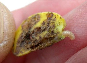 Seed corn maggot