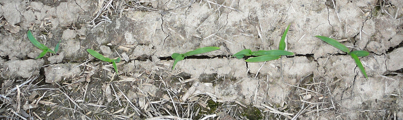 Row of corn seedlings displaying sidewall compaction where the corn field dried and the seed furrow split open