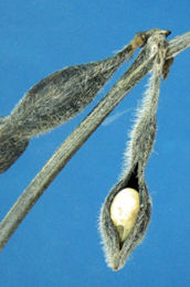 Figure 1. Swollen soybean seed within the pod. Photo courtesy of W.J. Wiebold, University of Missouri. 