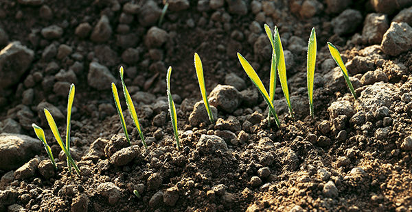 seed treatments protect emerging seedlings