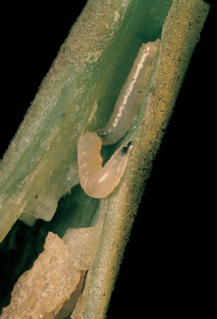 Seedcorn maggot on soybean seedling. 