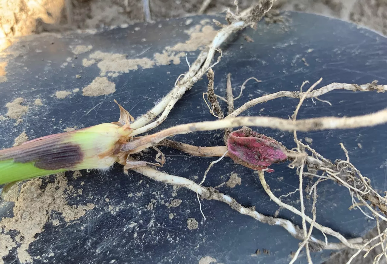 Seedling blight can be difficult to spot, even when you know it’s there.