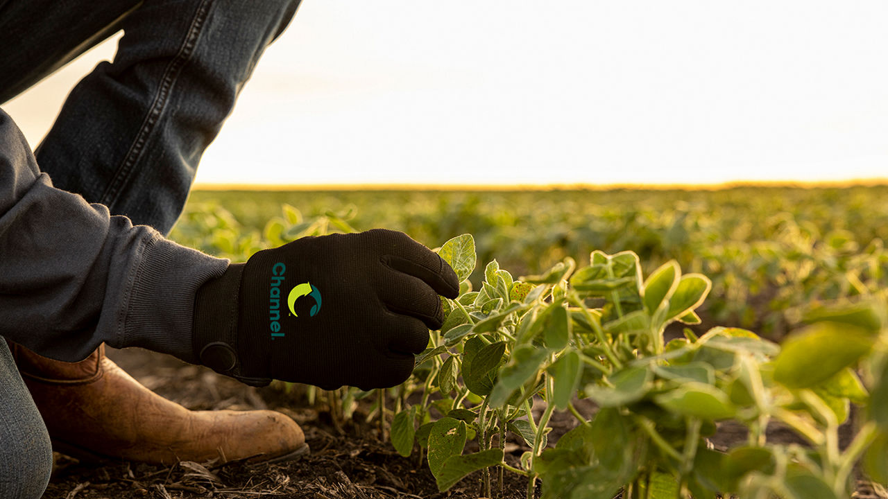 A close up view of a Seedsman examining a new growth wearing Channel branded gloves.