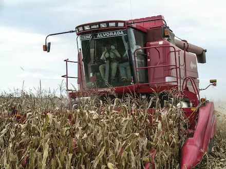 Maquinário auxilia na colheita de milho.