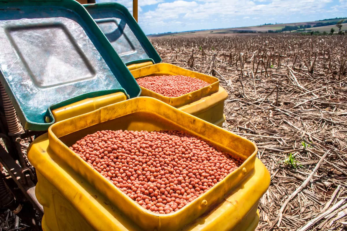 Sementes para plantio de soja.