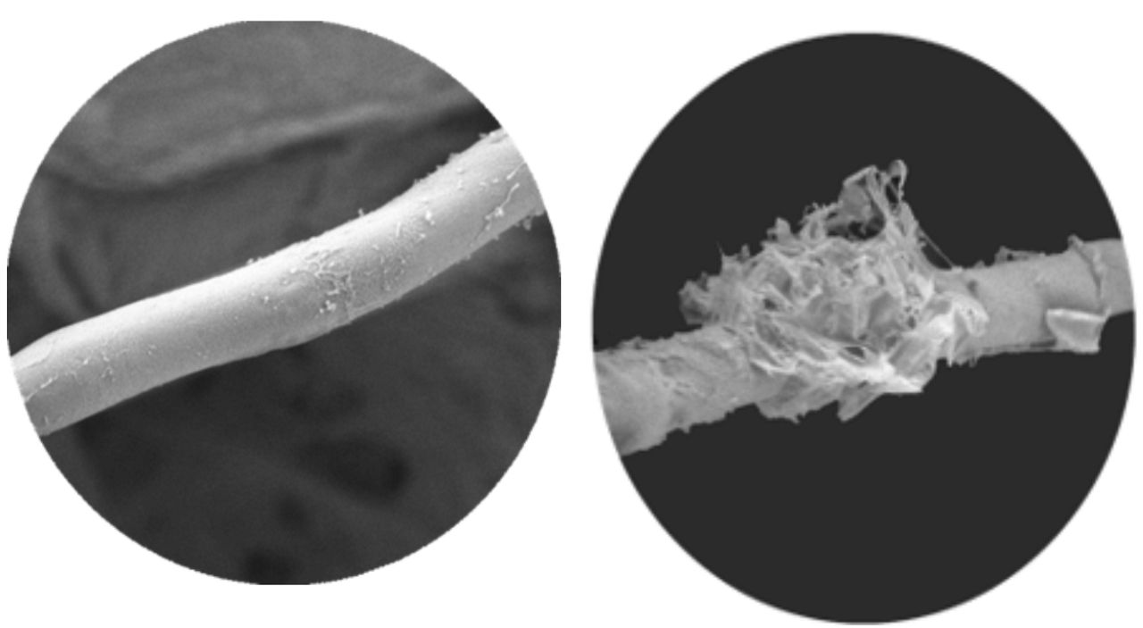 Left: Septoria tritici blotch caused by fungus Mycosphaerella graminicola untreated. Right: Septoria treated with prothioconazole.
