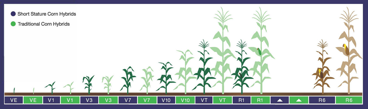 Chart shows traditional corn plants and short corn plants side by side by corn growth stage to illustrate the size of each plant.