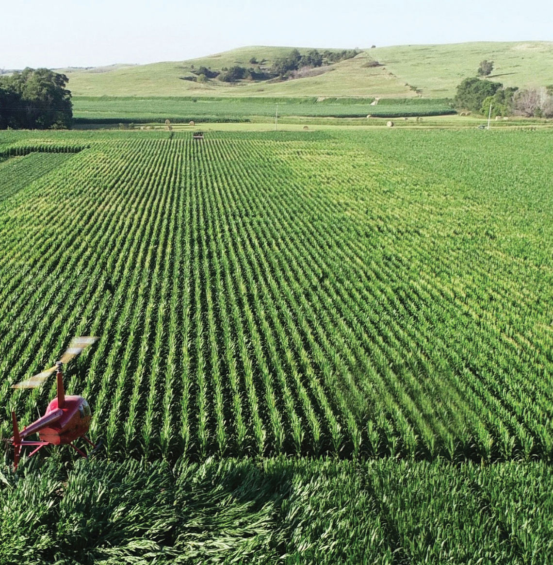Aerial view of helicopter-induced wind affecting traditional tall corn beside standing short stature corn.